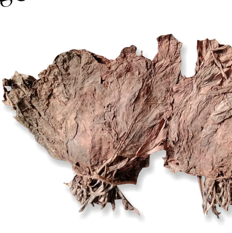 Indian Calcutti tobacco leaves