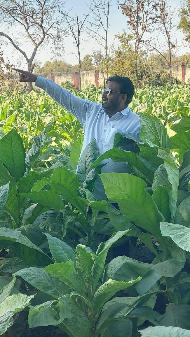 Grower inspecting a standing tobacco crop