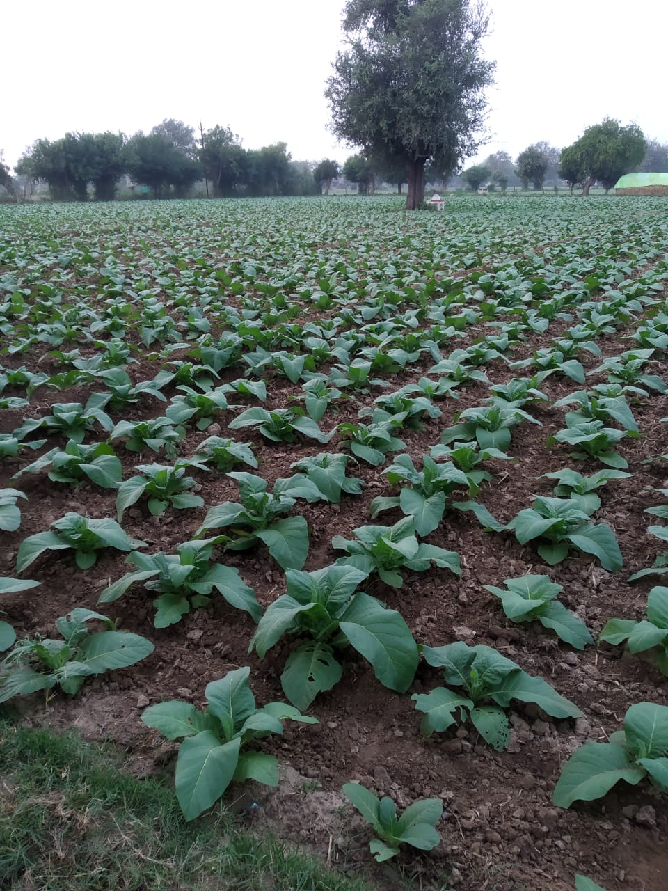 Rows of young tobacco plants on a Gujarat field