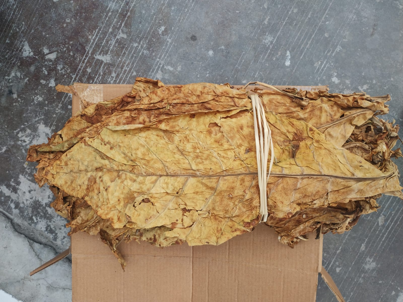 Hand-tied bundle of cured tobacco leaf ready for export